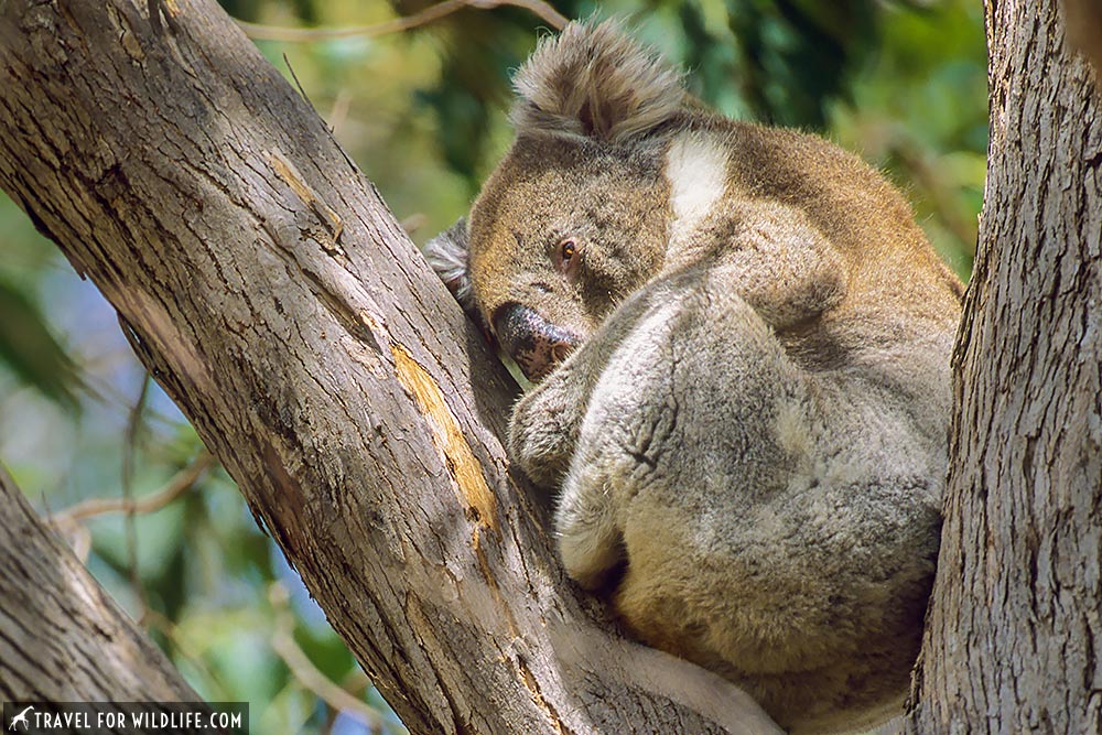 Koala sleeping in a tree