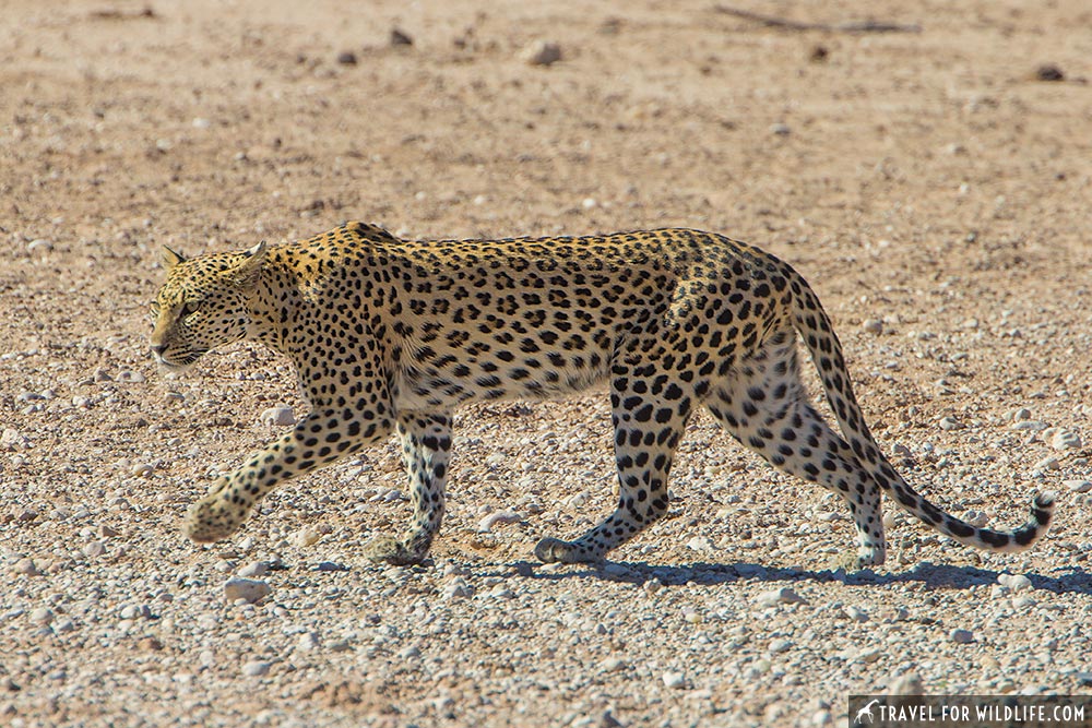 fourth biggest of types of wild cats, leopard