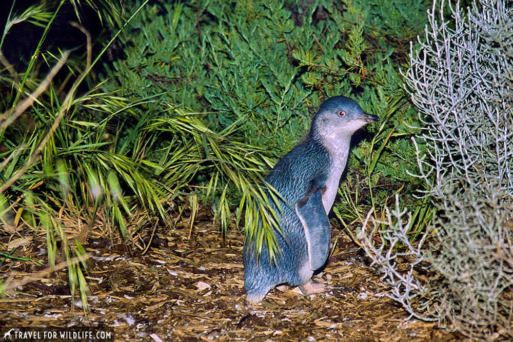 Little Penguin (Eudyptula minor novaehollandiae) Penneshaw, Kangaroo Island, South Australia