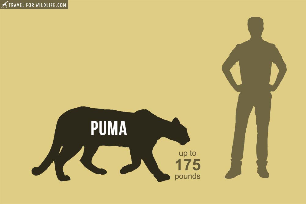 puma cat weight