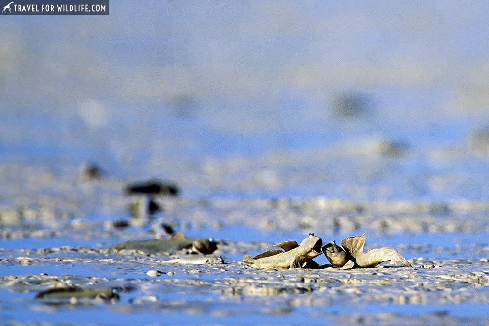 Blue-spotted Mudskippers Roebuck Bay, Broome, WA, Australia