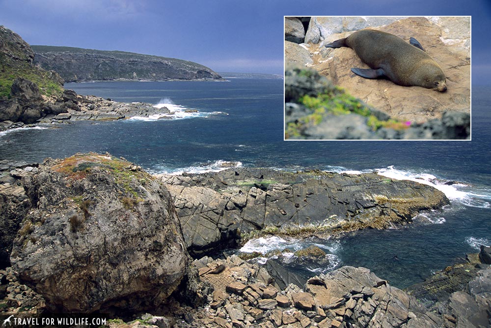 New Zealand Fur Seals (Arctocephalus forsteri) Admirals Arch, Flinders Chase NP, Kangaroo Island, Southern Australia
