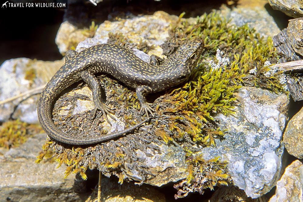 Northern Snow Skink (Niveoscincus greeni) Cradle Mountain, Lake St. Clair NP, Tasmania, Australia