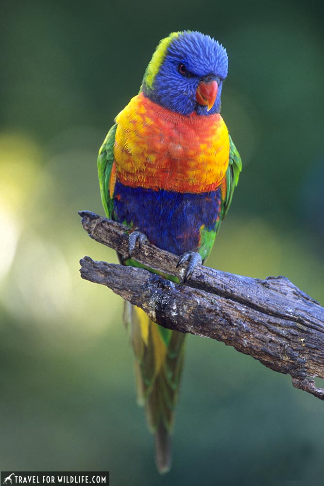 Rainbow Lorikeet on a perch (Trichoglossus haematodus) Warrawong Earth Sanctuary, Adelaide, South Australia