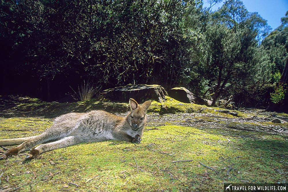 Red-necked Wallaby (Macropus rufogriseus) Lake St. Clair National Park, Tasmania, Australia