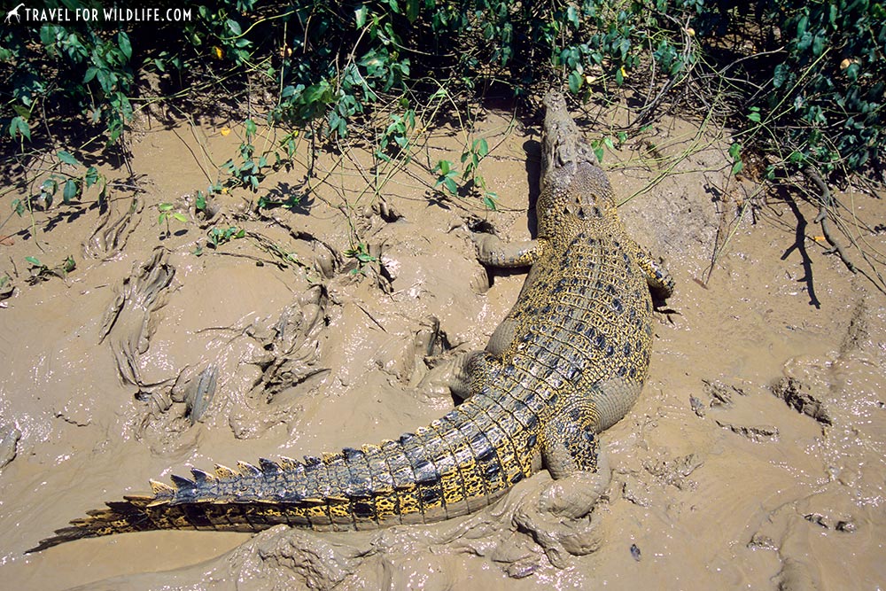 Saltwater Crocodile (Crocodylus porosus) Adelaide River, Northern Territory, Australia
