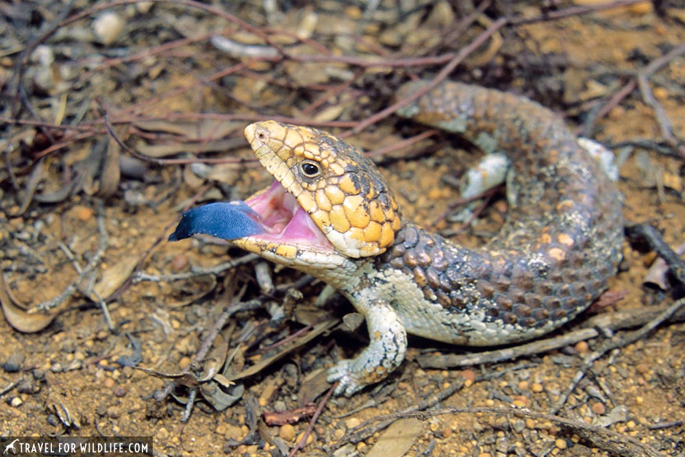 Bobtail, Shingleback Skink (Trachydosaurus rugosus) Dryandra Woodland, SW Australia
