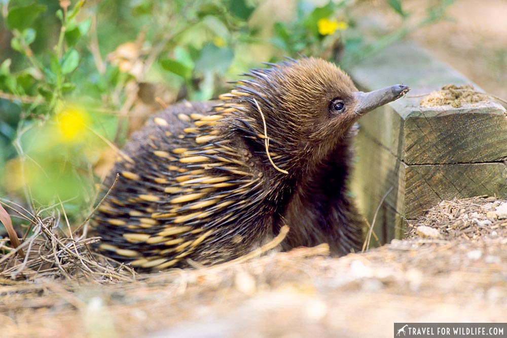 Short-beaked Echidna (Tachyglossus aculeatus) Ninety Mile Beach, near Lakes Entrance, Victoria, Australia