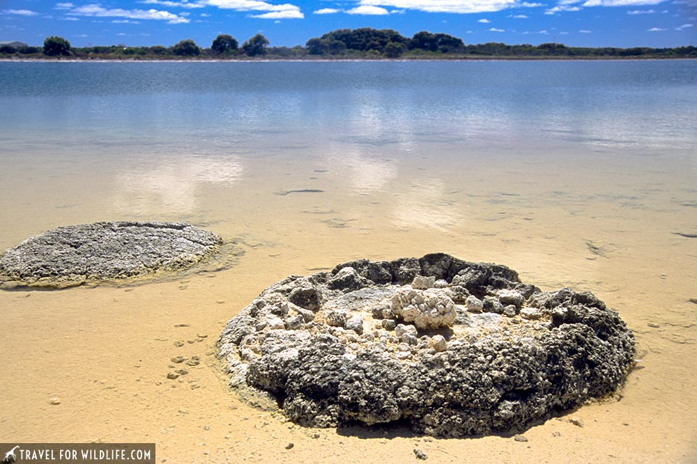 Stromatolites, Lake Thetis, Nambung National Park, Western Australia