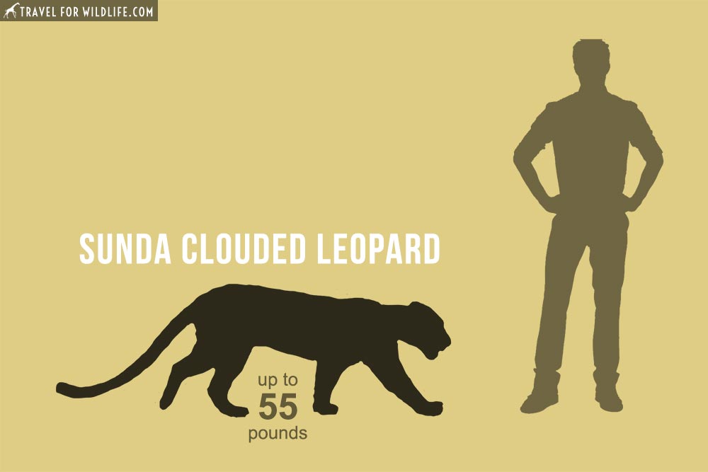 Sunda Clouded Leopard (Neofelis diardi), 9th biggest cat in the world