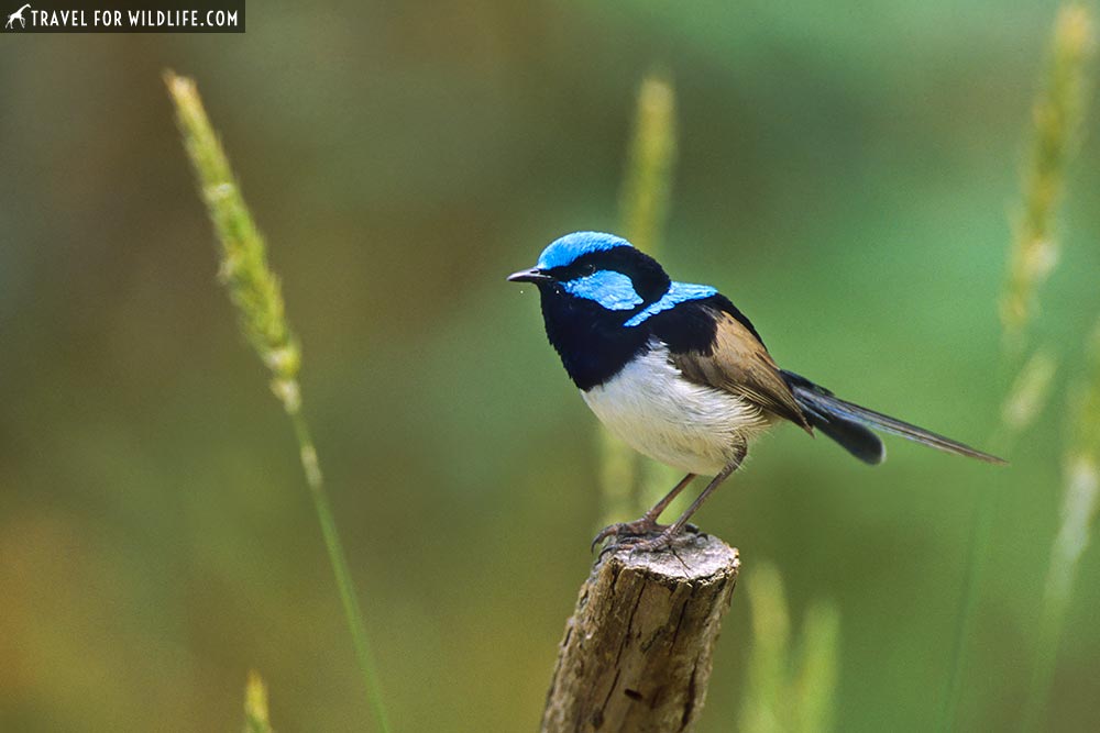 Superb Fairy-wren (Malurus cyaneus) Phillip Island, Victoria, Australia