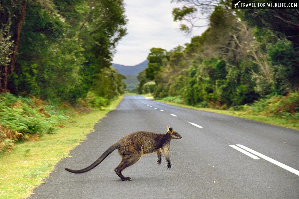 Swamp Wallaby (Wallabia bicolor) Wilsons Promontory National Park, Victoria, Australia