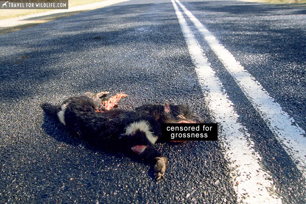 Tasmanian Devil roadkill (Sarcophilus harrisii), killed on road. Tasmania, Australia
