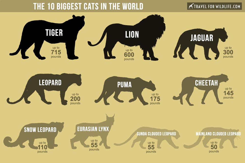 The Biggest Cats in the World • Travel For Wildlife