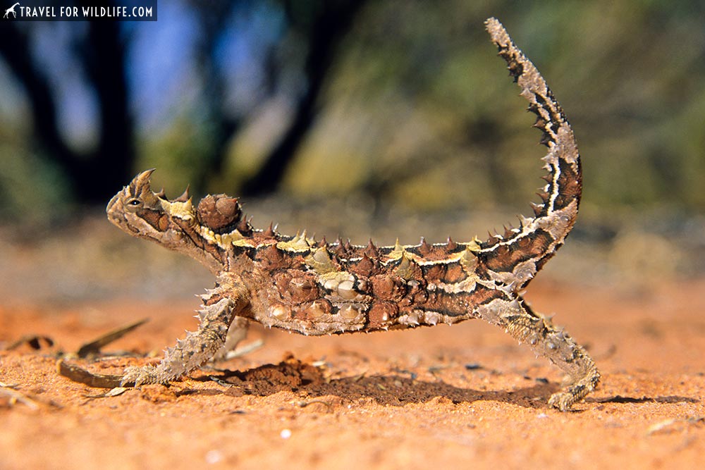 Thorny Devil (Moloch horridus) Watarrka National Park, Northern Territory, Australia