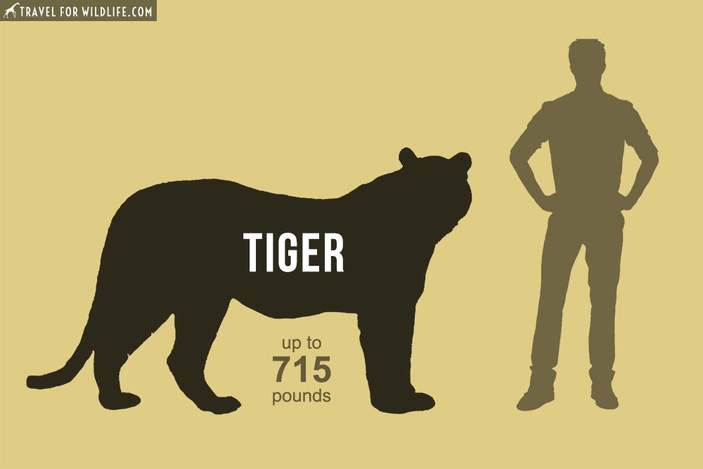 Tigers: The world's largest cats