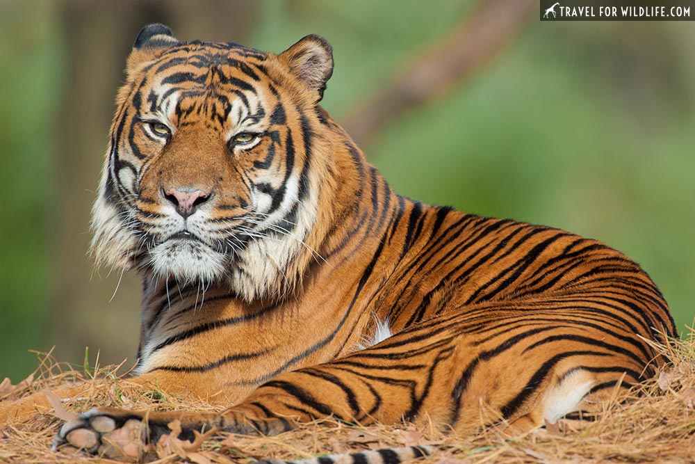 A comparison of all the different tiger species alive today (made by GuateGojira) : r/bigcats