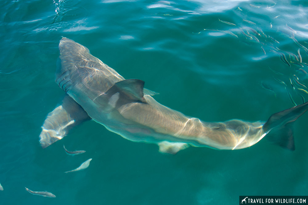 warm blooded sharks: white shark