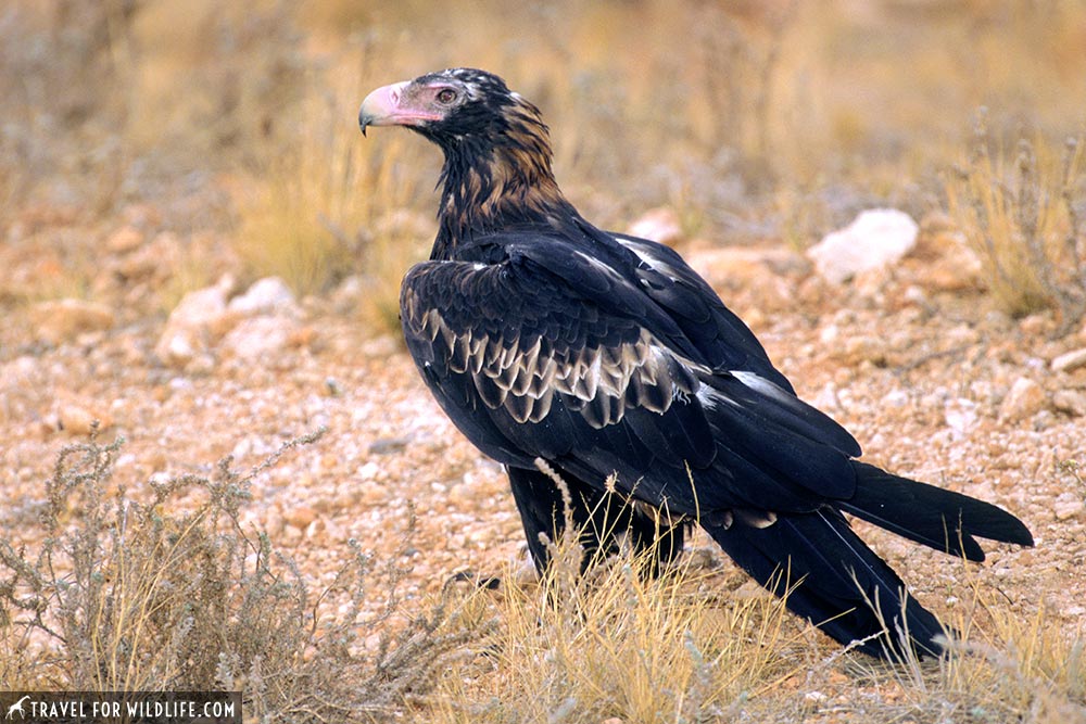 Wedge-tailed Eagle (Aquila audax) with feral cats eating road-killed kangaroo Stuart Highway, near Tennant Creek, Northern Territory, Australia