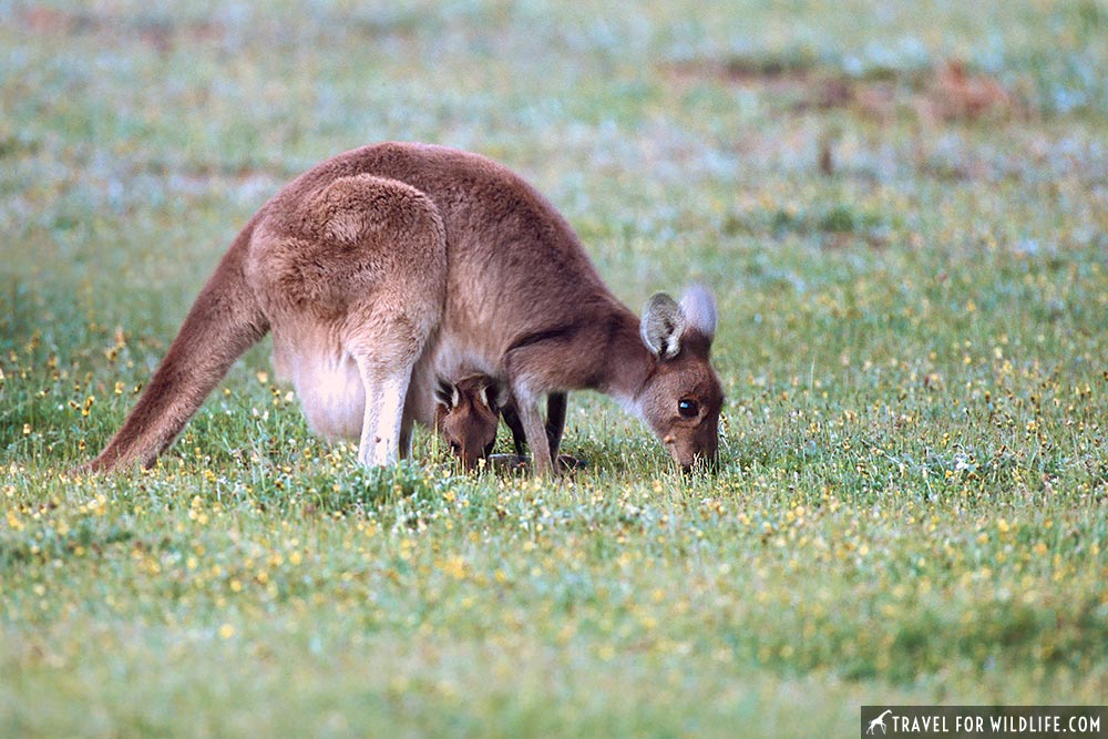 Native Australian animals