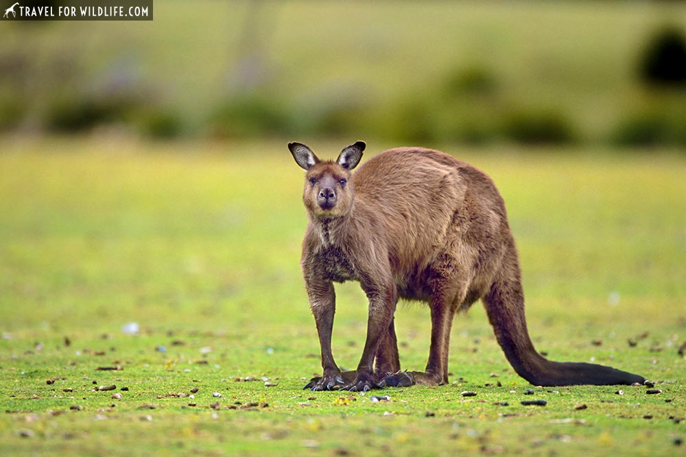 Kangaroo Island subspecies, South Australia