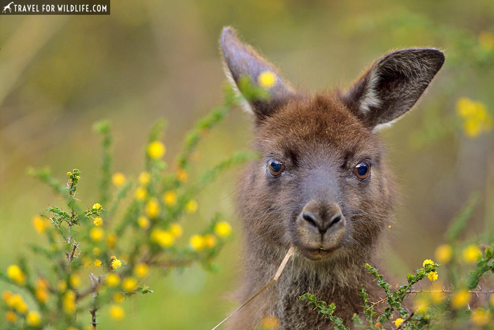 Native Australian animals on Kangaroo Island