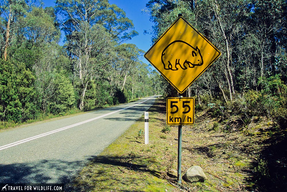 wombat crossing sign in Tasmania