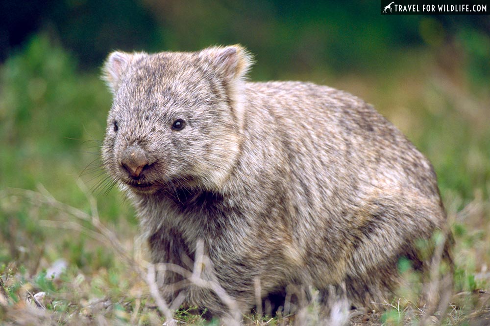 Common Wombat (Vombatus ursinus) Wilsons Promontory National Park, Victoria, Australia
