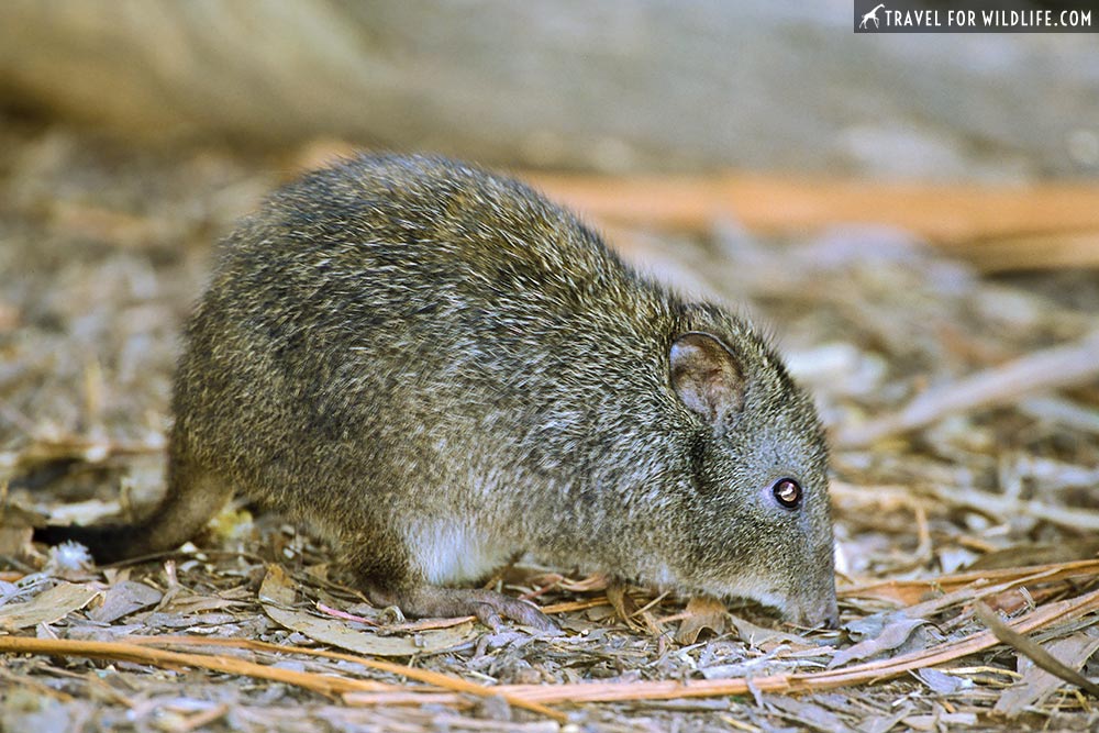 Brush-tailed Bettong (Bettongia penicillata), also known as a "Woylie". Warrawong Earth Sanctuary, near Adelaide, SA, Australia