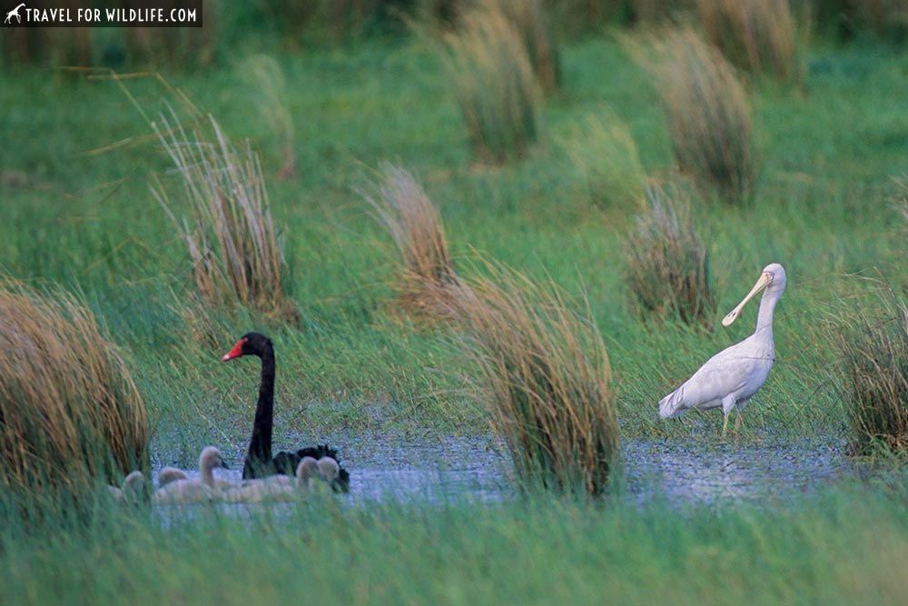 Yellow-Billed Spoonbill (Platalea flavipes) with Black Swan (Cygnus atratus) with cygnets. Near Warmambool, Victoria, Australia