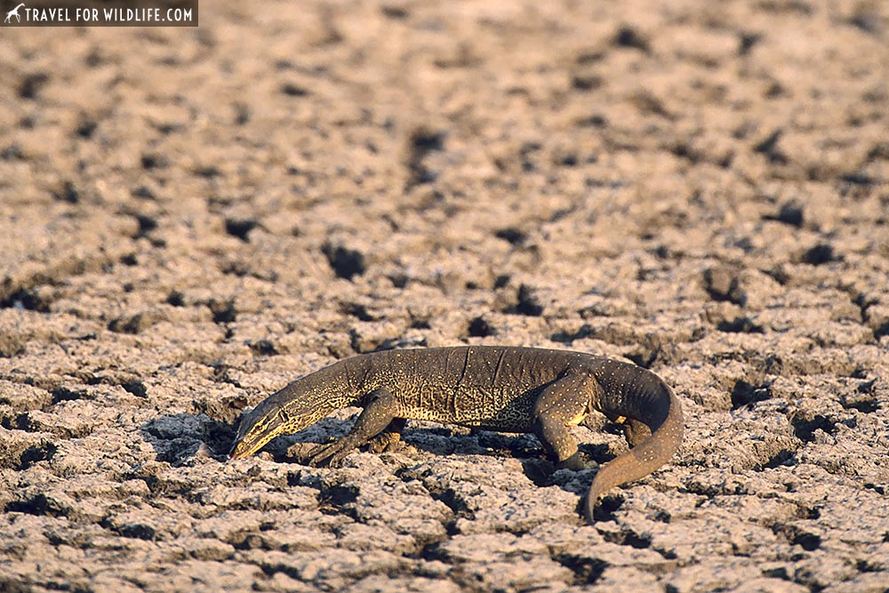 Yellow-spotted Monitor (Varanus panoptes panoptes) Kakadu National Park, Northern Territory, Australia