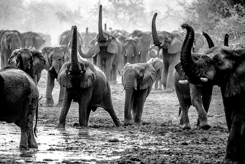 Elephants at Chad