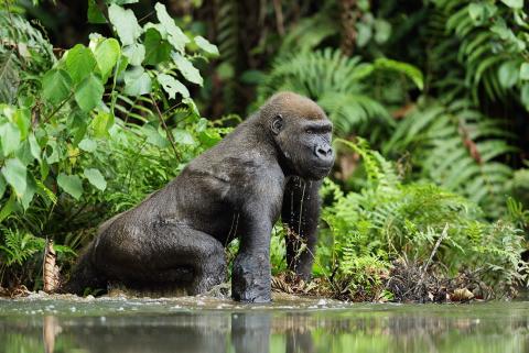 Lowland gorilla crossing a river in Congo