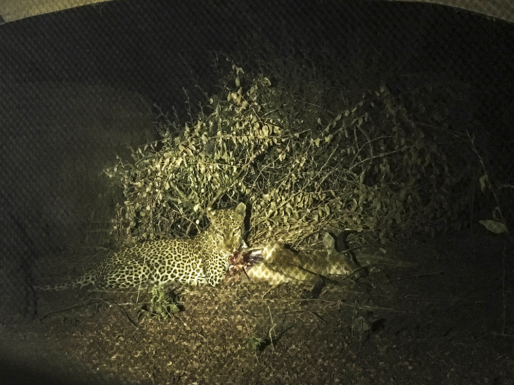 Leopard with a kill at night