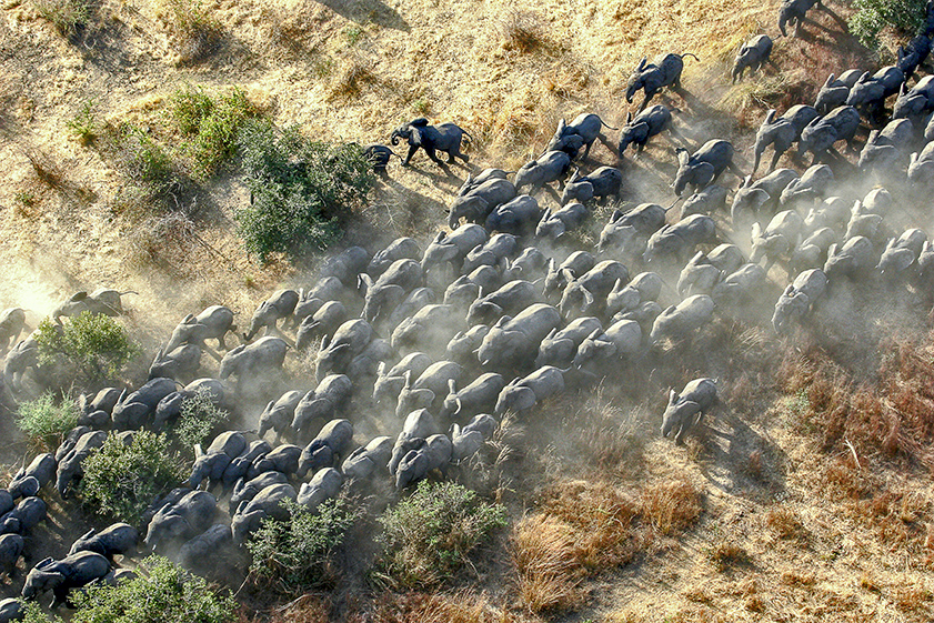 Elephant herd from the air in Chad