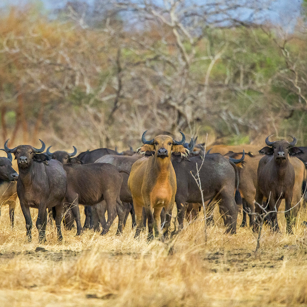 Buffalo, wildlife of Chad