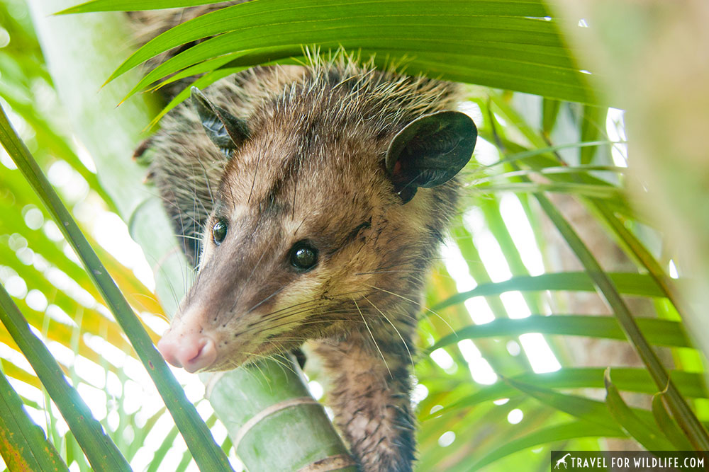 Common Opossum (Didelphis marsupialis) in Belize