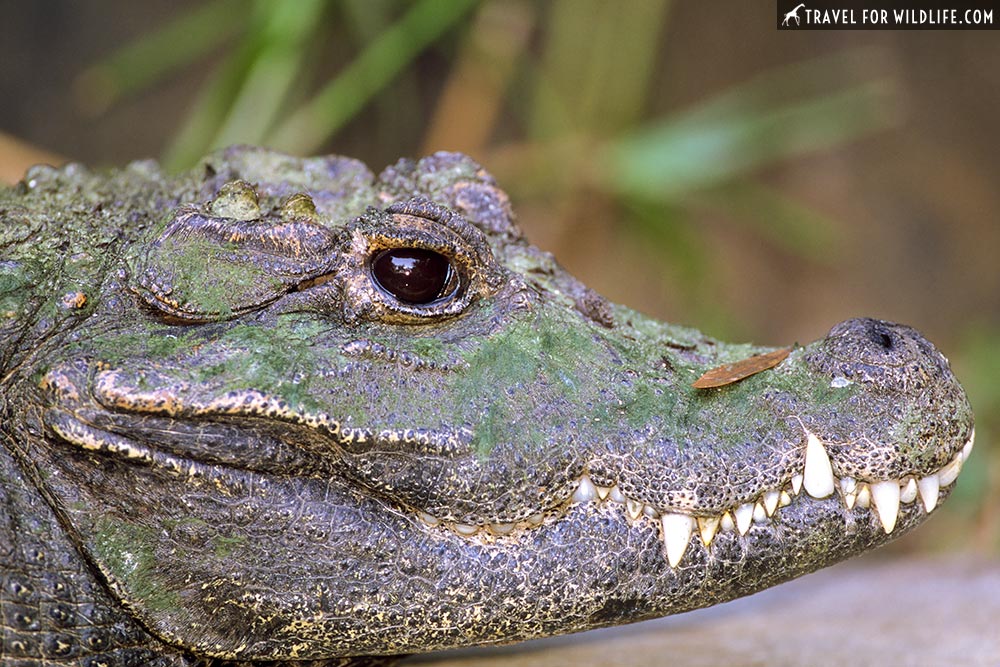 Dwarf crocodile portrait