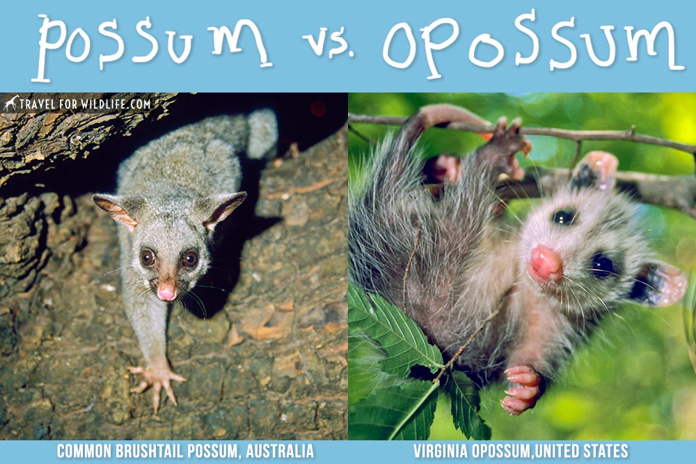 Possum vs Opossum, What's the difference? • Travel Wildlife