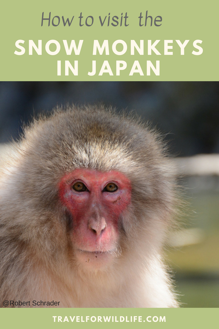 Japanese snow monkeys are one of Japan's main attractions. They are also known as Japanese macaques or Nagano snow monkeys. Wildlife travelers flock from all over the world to see them covered in snow while enjoying a hot spring bath. You can visit them at Jigokudani, which is only a 45 min bus ride from Nagano, and within easy reach from other main Japanese cities. Here's what you need to know about the Nagano snow monkeys at Jigokudani and how to visit them. #Japan #wildlife 