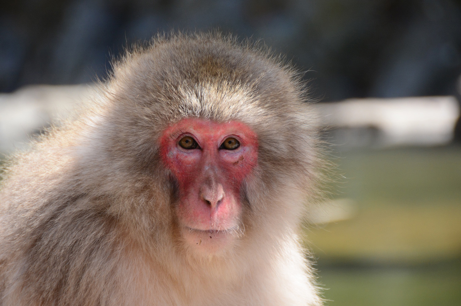 Japanese snow monkeys