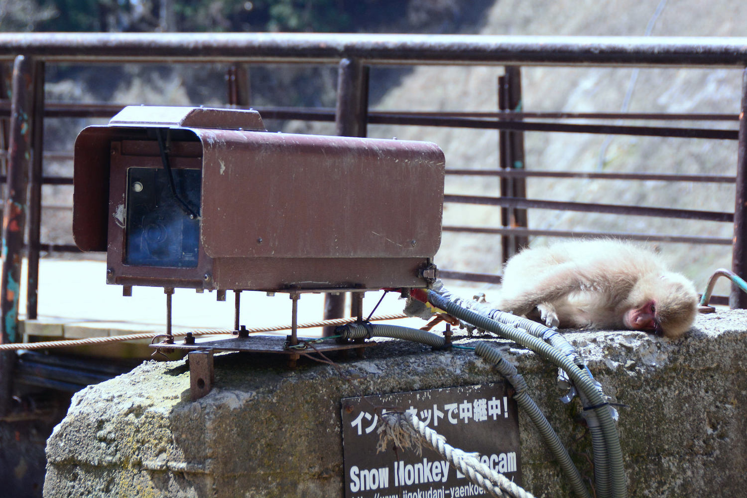 Jigokudani moneky park webcam