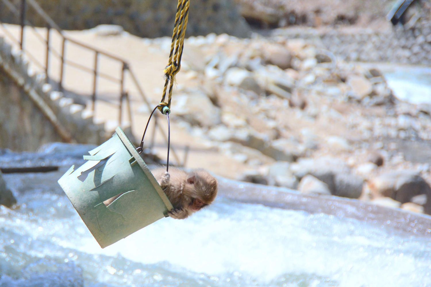 Jigokudani monkey park