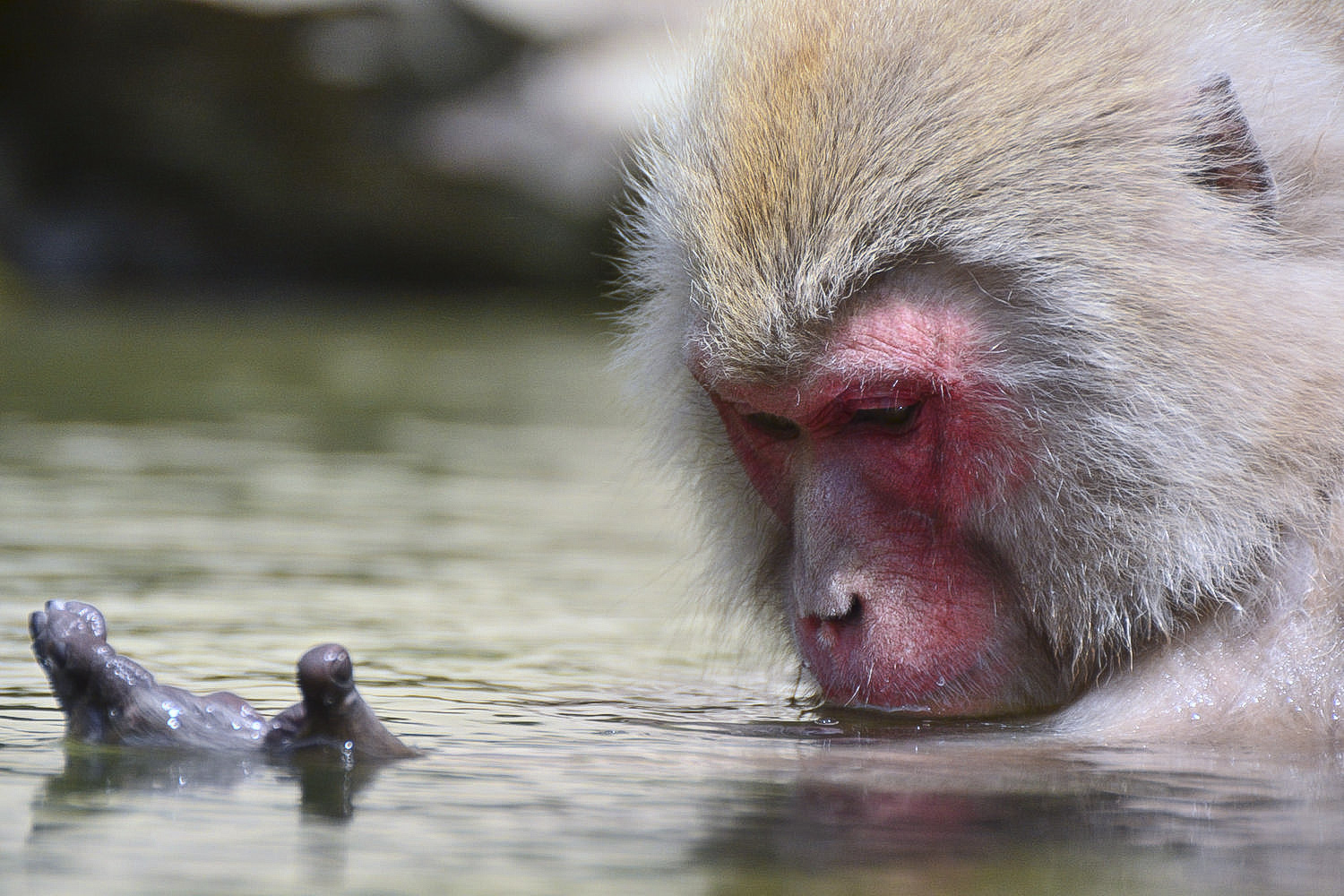 Jigokudani snow monkeys