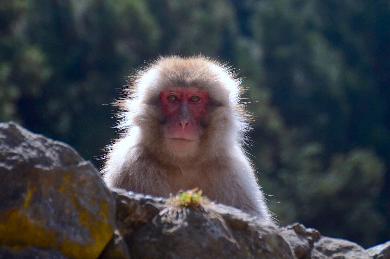 Nagano snow monkeys