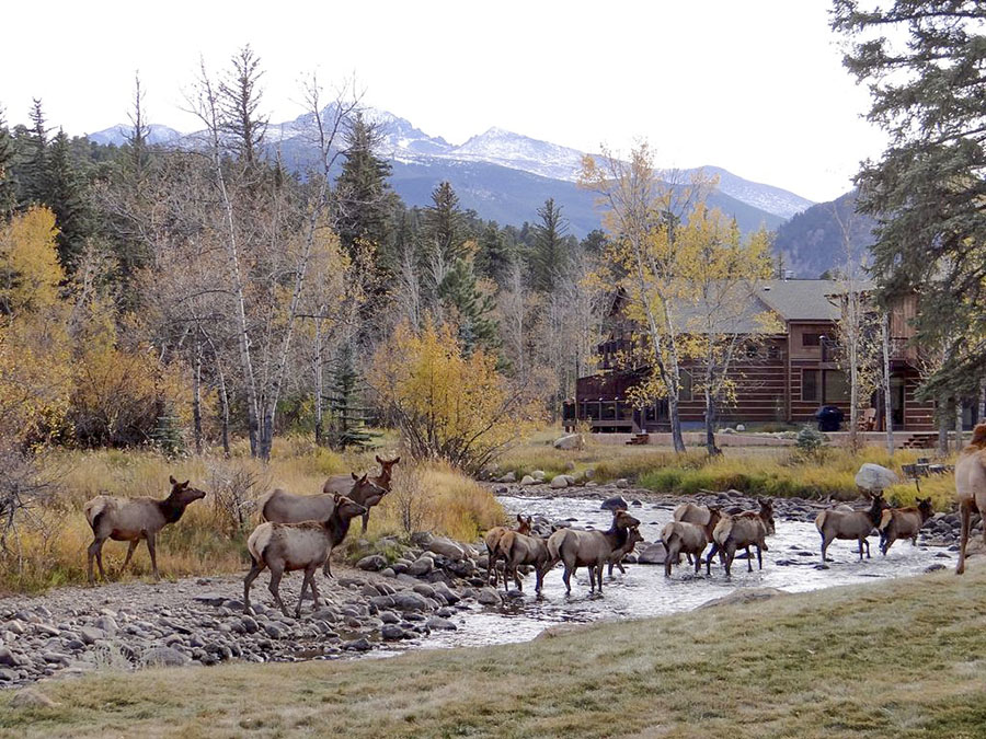 Watch elk from your cabin in Estes Park