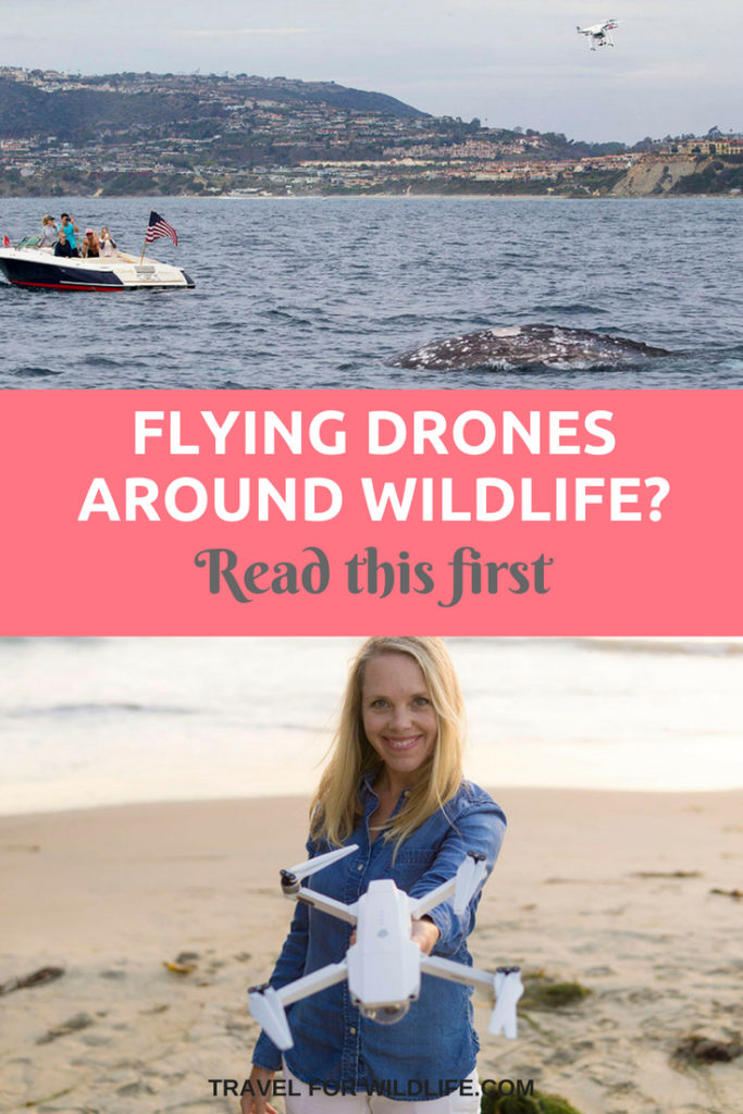 Are you an aerial photographer? Do you use drones in your travels? Be prepared if you fly drones near wildlife, know the best practices of drone photography around wildlife #drone #photography #wildlife