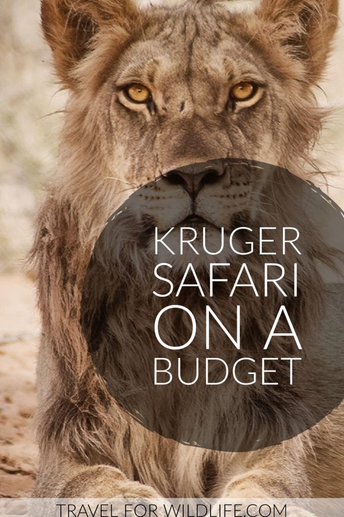 An African safari can be very expensive, but it doesn't have to be. You can do your own Safari in Kruger for less than $700 for 10 nights! Here is our complete budget for your African adventure! #Africa #safari #SouthAfrica #Adventure