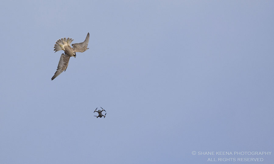 Drone and bird of prey