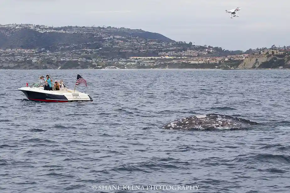 filming whales with drones